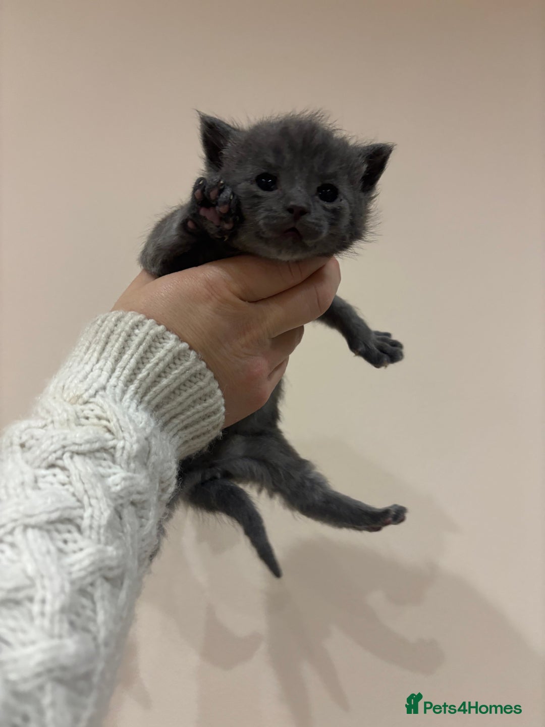 Mixed Breed cats for sale: Gorgeous kittens READY NOW - Image 3