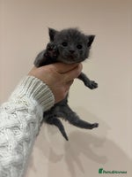 Mixed Breed cats Gorgeous kittens READY TODAY - Advert 6