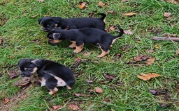 Mixed Breed dogs for sale: Black and Tan Puppies - Image 3