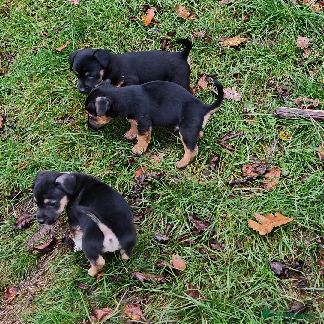 Mixed Breed dogs for sale: Black and Tan Puppies - Image 3