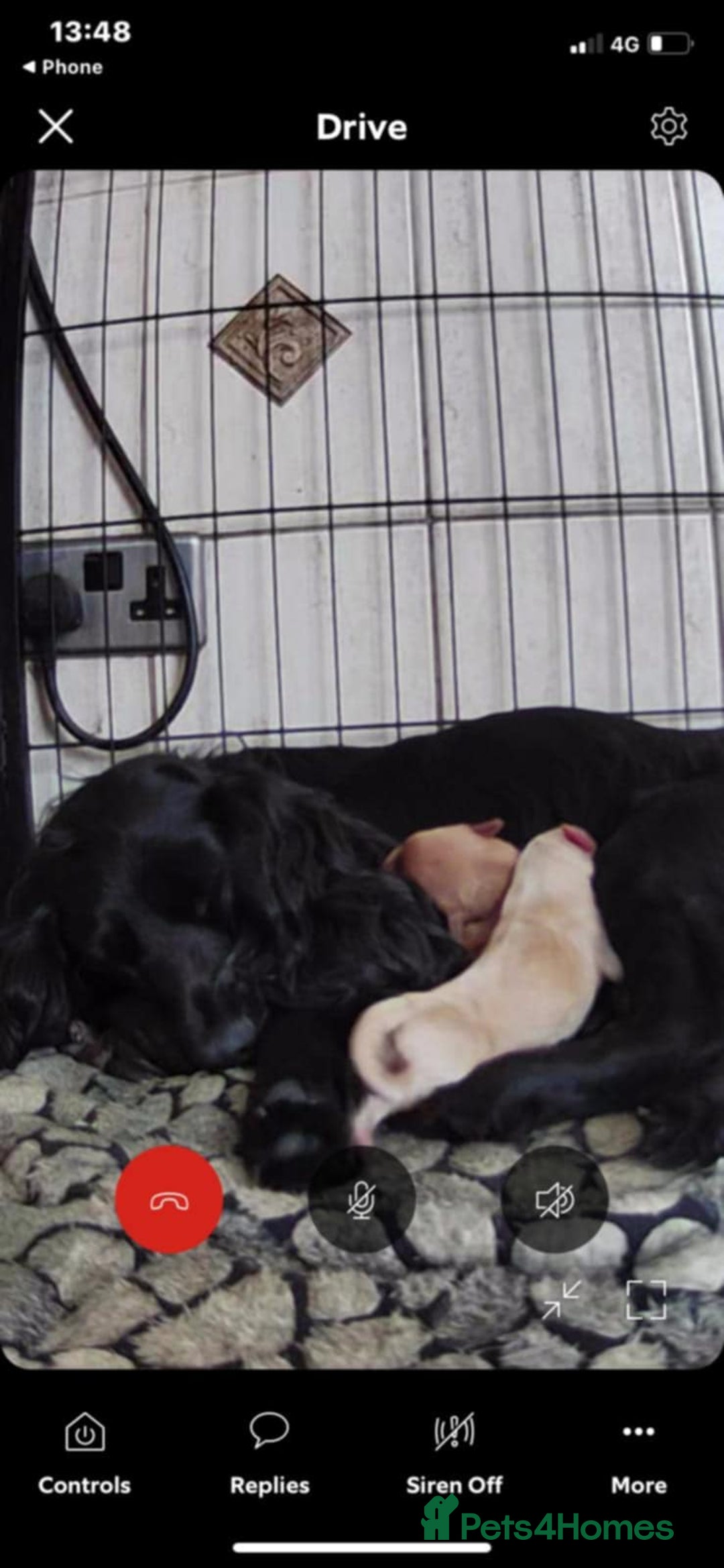 Cockapoo dogs for sale: 8 cockapoo - Image 11