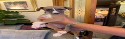 Whippet dogs for sale: Whippet puppies for sale - Advert 5