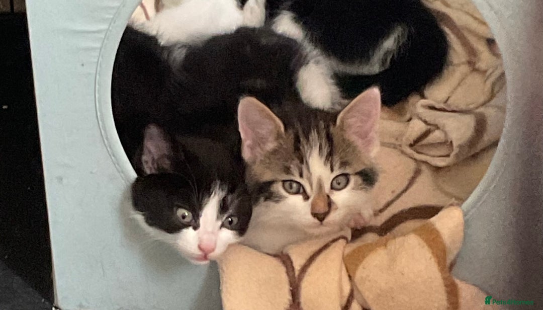 Mixed Breed cats for sale: Kittens - £25- Mid Wales - Image 3