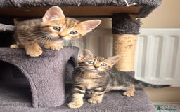 Toyger cats for sale: Adorable kitten  - Image 20