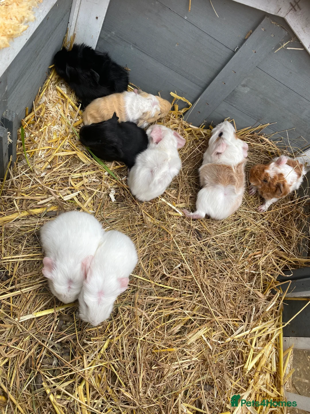 Guinea Pig rodents for sale: Lots of Peruvian cross Silkie babies  - Advert 2
