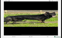 German Shepherd dogs for sale: Stunning Female German shepherd  - Image 5