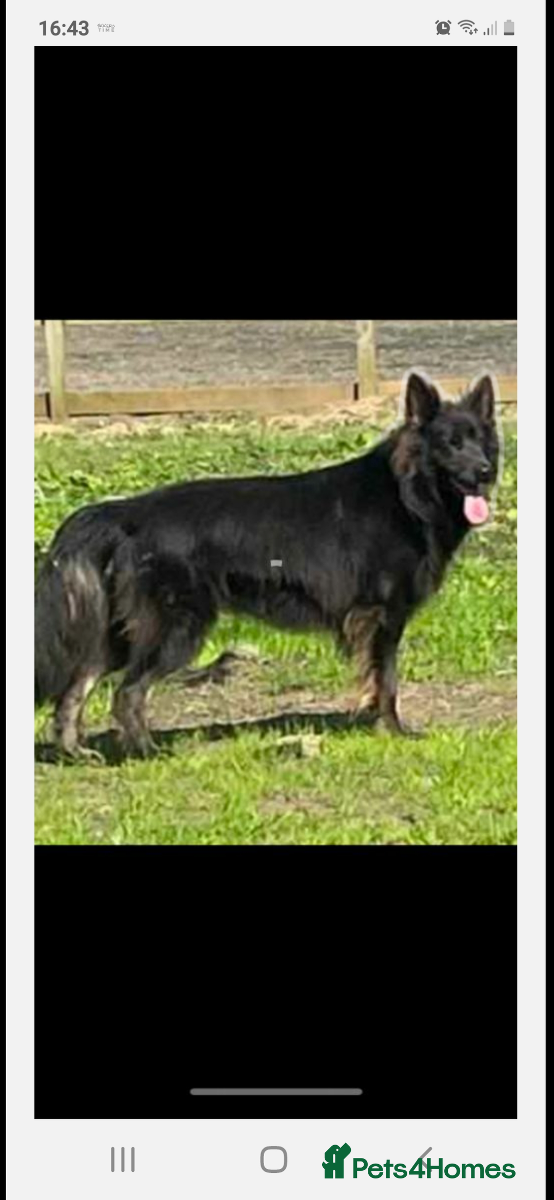 German Shepherd dogs for sale: Stunning Female German shepherd  - Image 5