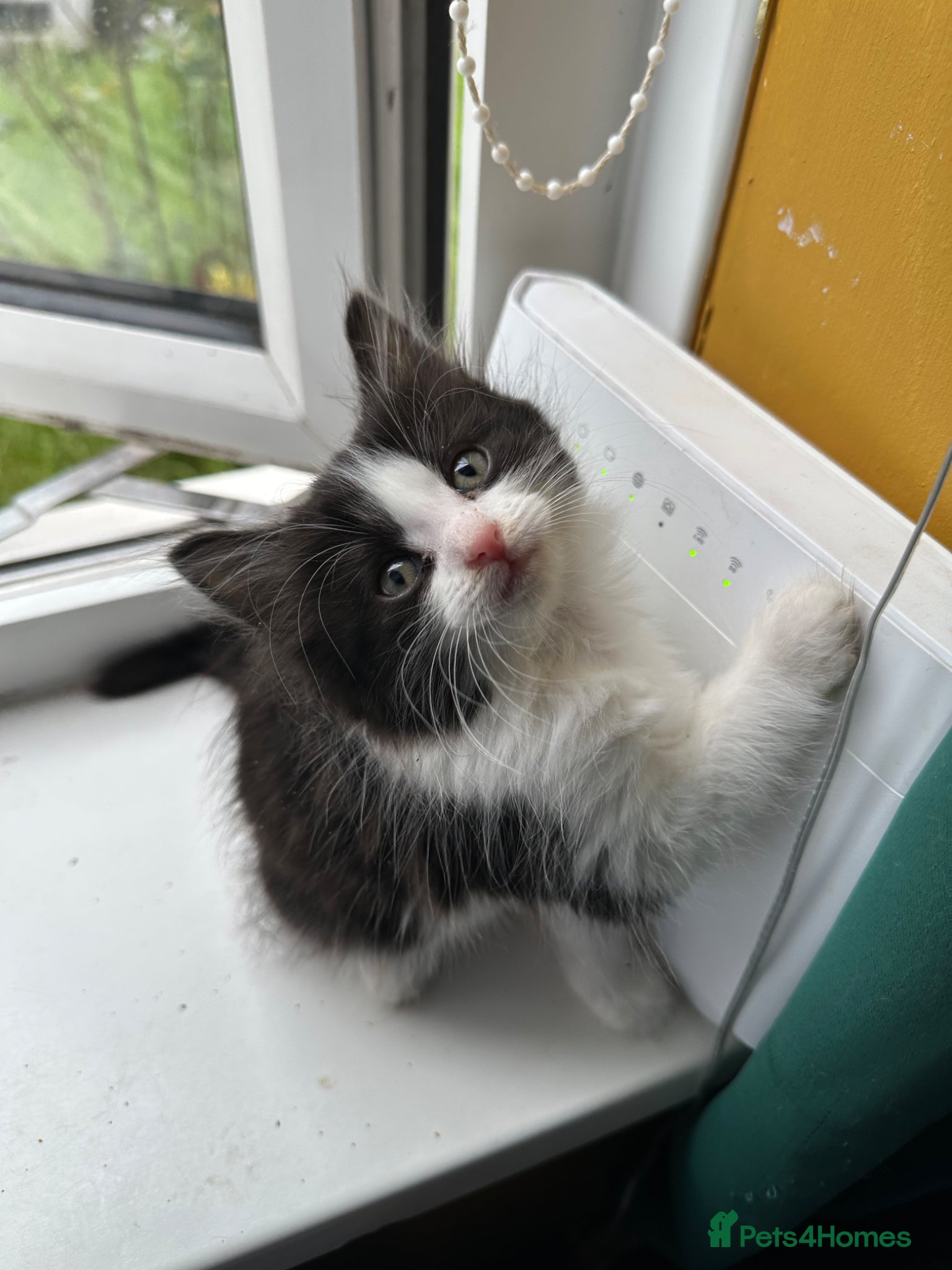 Mixed Breed cats for sale: Long hair kittens  - Advert 3