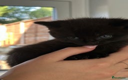 British Shorthair cats for sale: British short hair half breed .  - Image 1