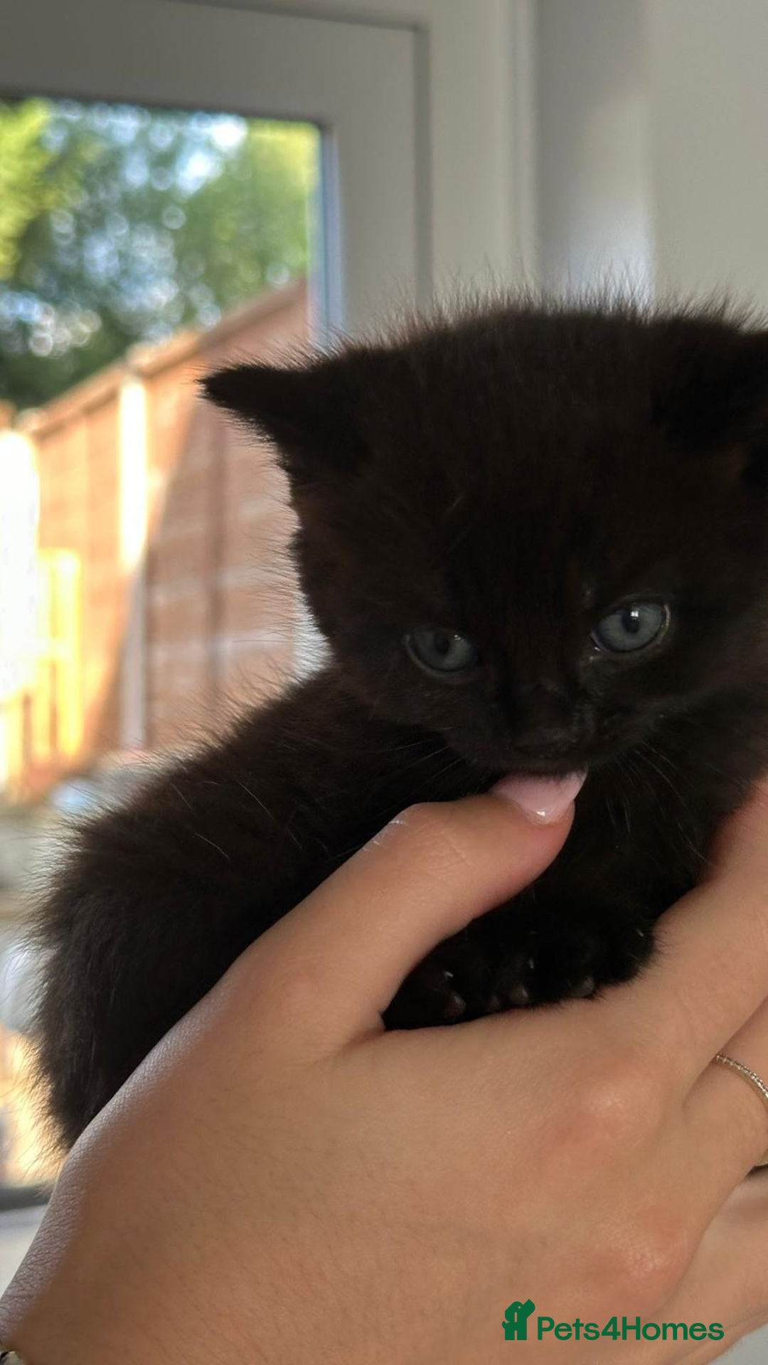 British Shorthair cats for sale: British short hair half breed .  - Image 1