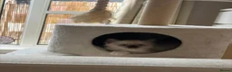 Ragdoll cats for sale: Ragdoll kitten  in London - Advert 5
