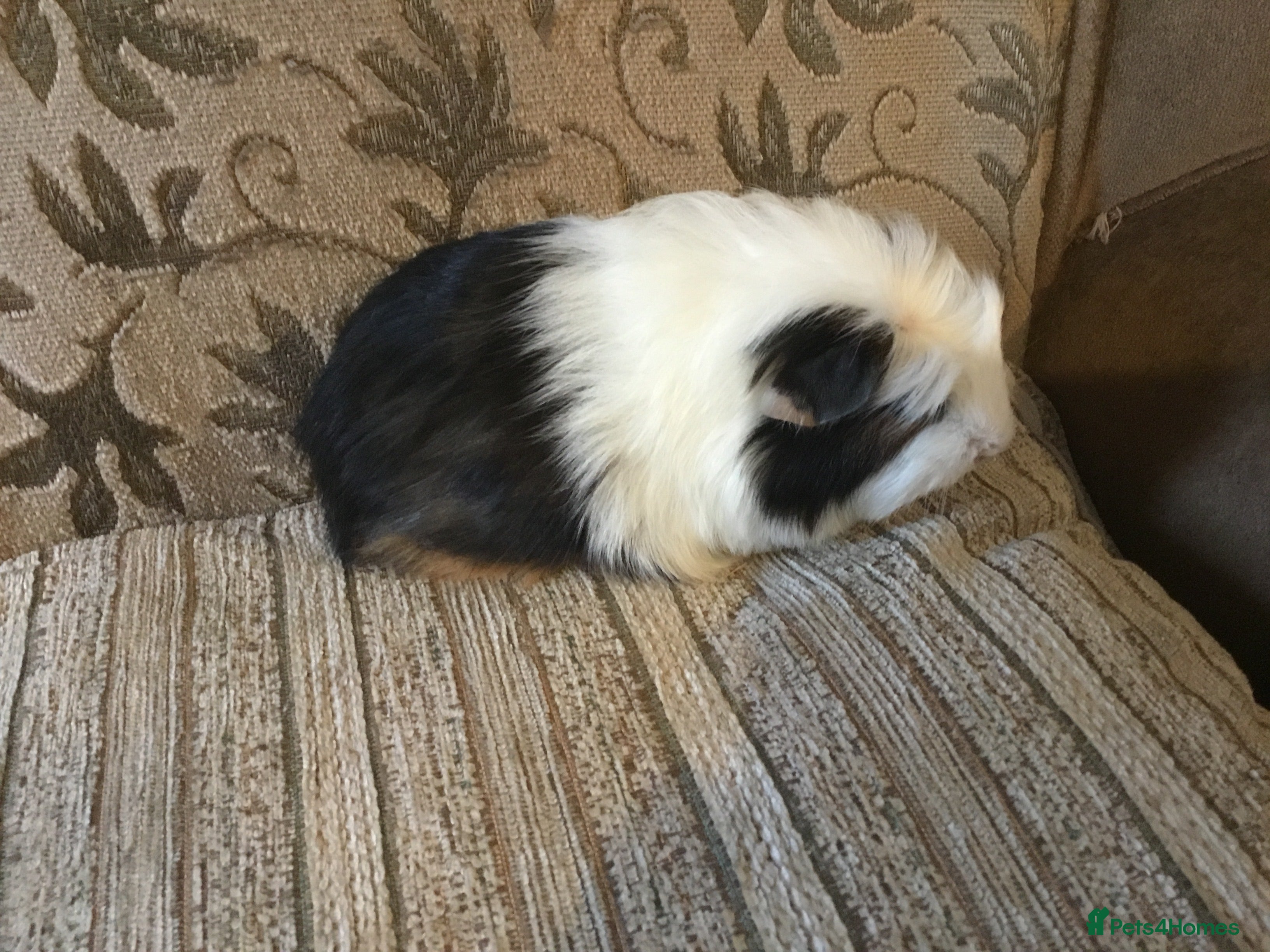 Guinea Pig rodents Male and female babies  - Advert 20