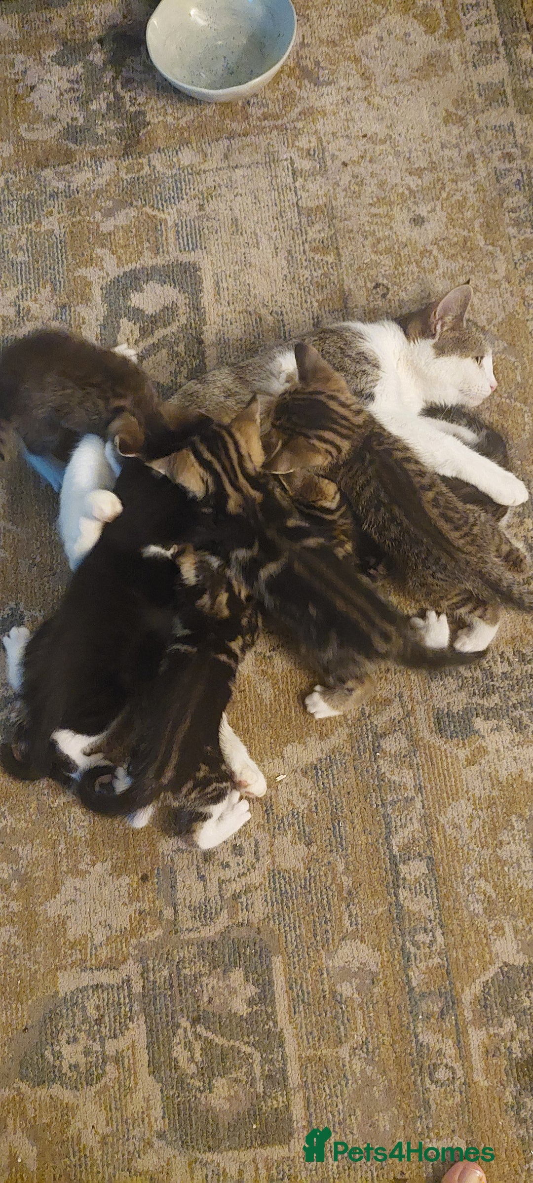 Mixed Breed cats for sale: Bautifull kittens - Image 8