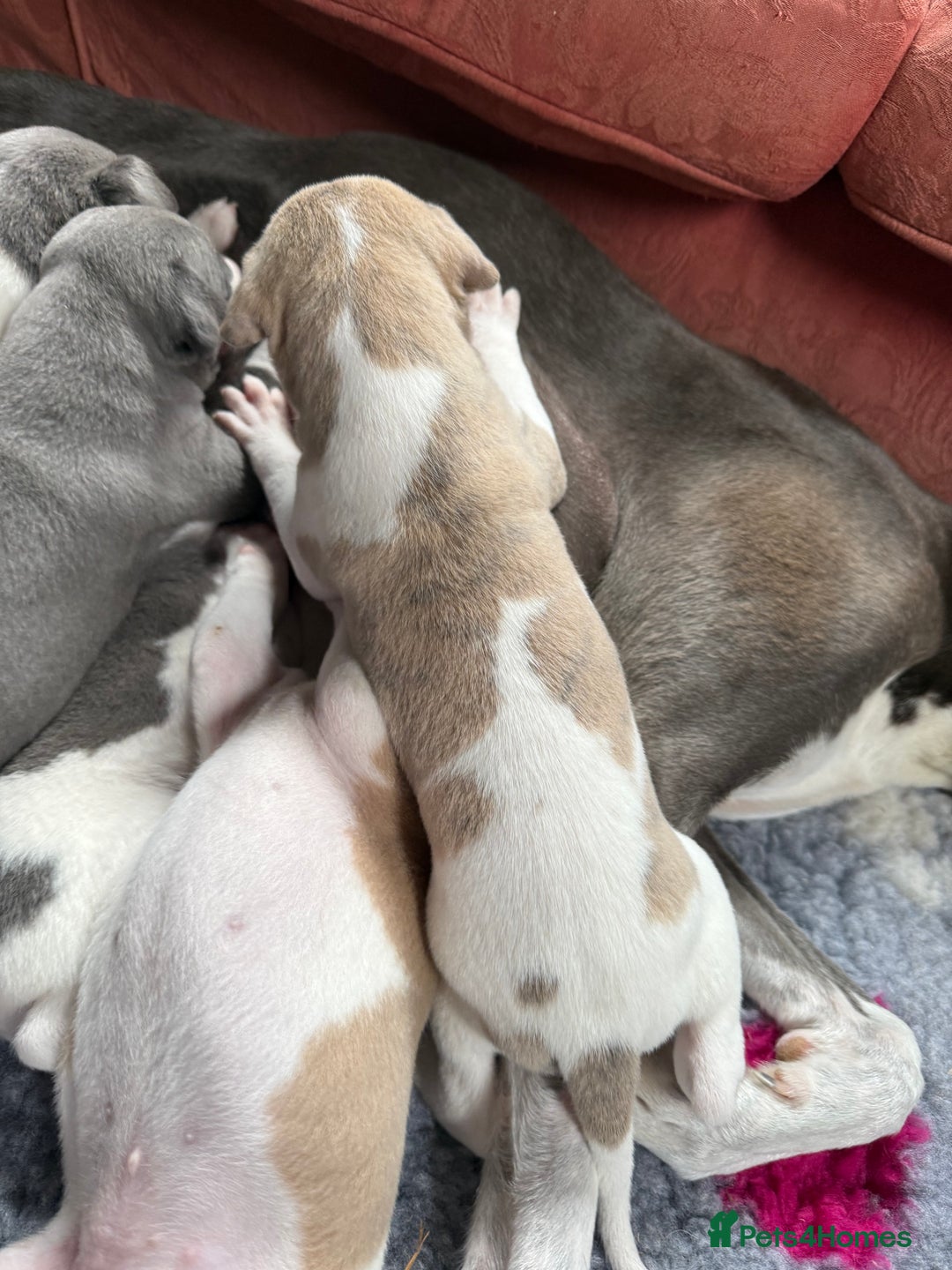 Mixed Breed dogs for sale: Whippet x greyhound puppies  - Image 21