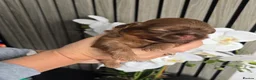 Shih Tzu dogs for sale: Stunning Imperial Shihtzu Puppies  - Advert 17