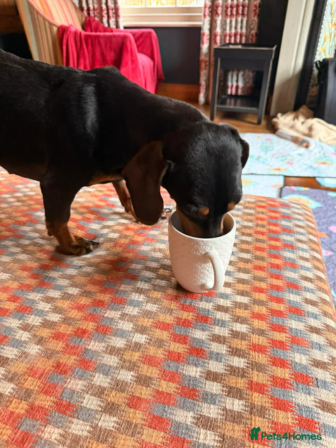 Dachshund dogs for adoption: DOTTY - Advert 6