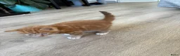 Mixed Breed cats for sale: 4 Ginger Male Kittens from 7th of September  in London - Advert 35
