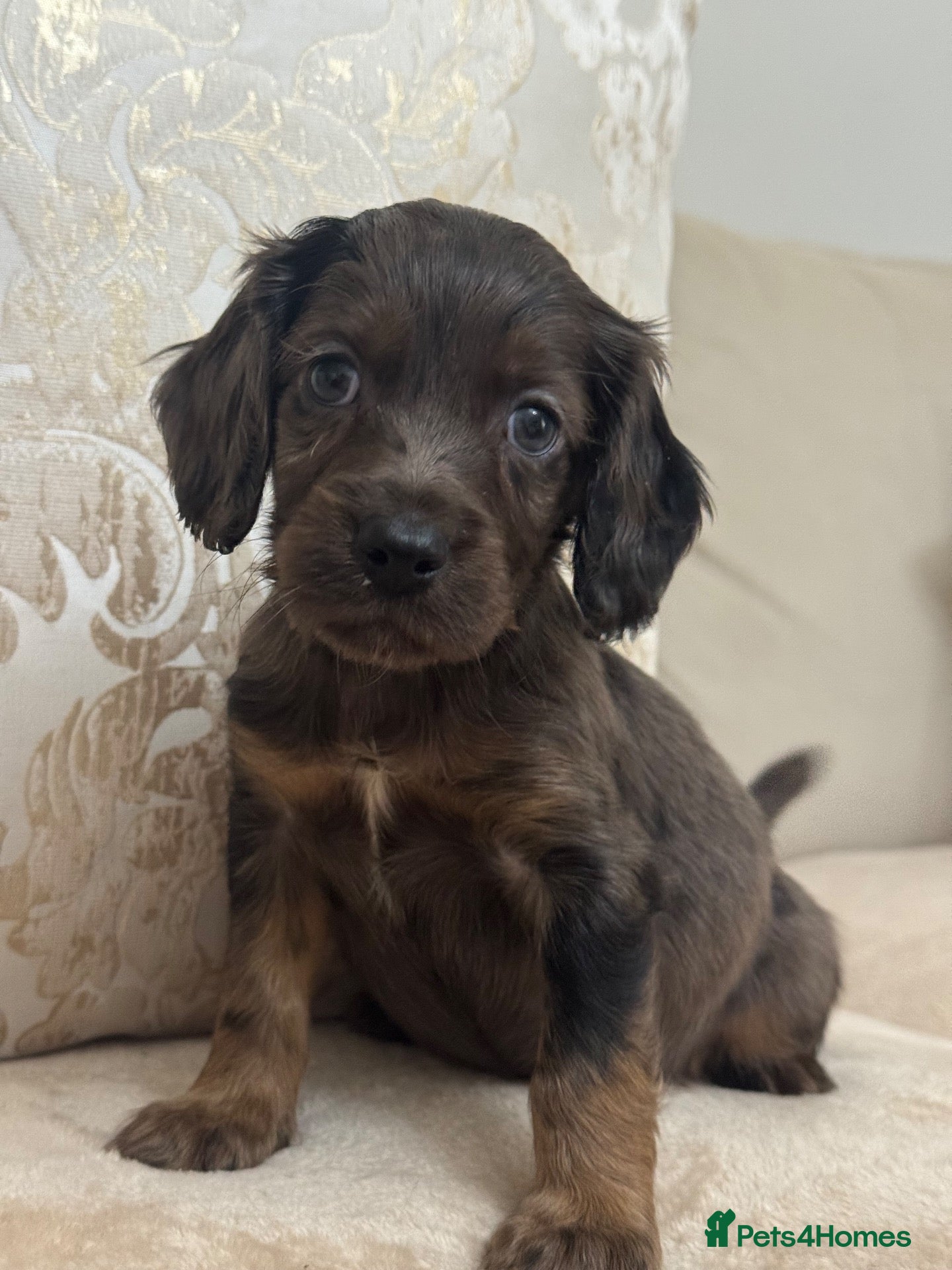 Cocker Spaniel dogs Working cocker spaniel puppies - Advert 2