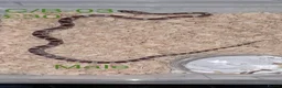 Corn Snake reptiles for sale: Baby corn snakes  - Advert 15