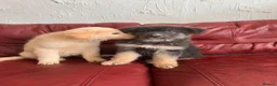 German Shepherd dogs for sale: Stunning quality GSD pups looking for new home!  - Advert 10