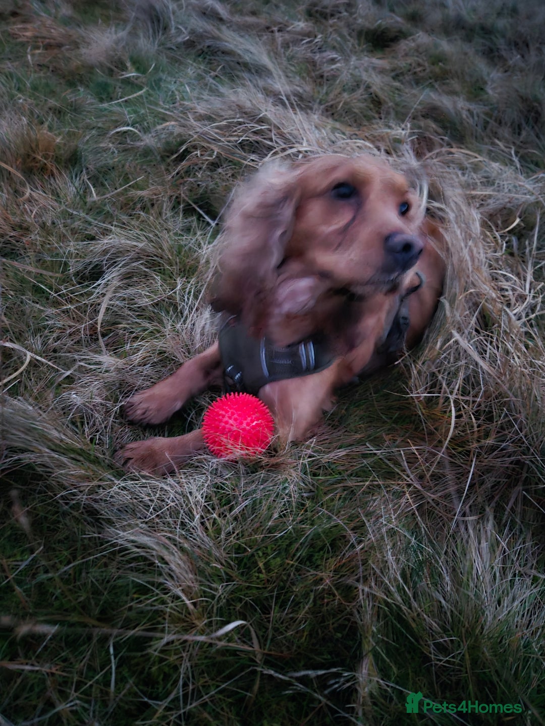 Cocker Spaniel dogs for sale: Cocker spaniel male  - Advert 1