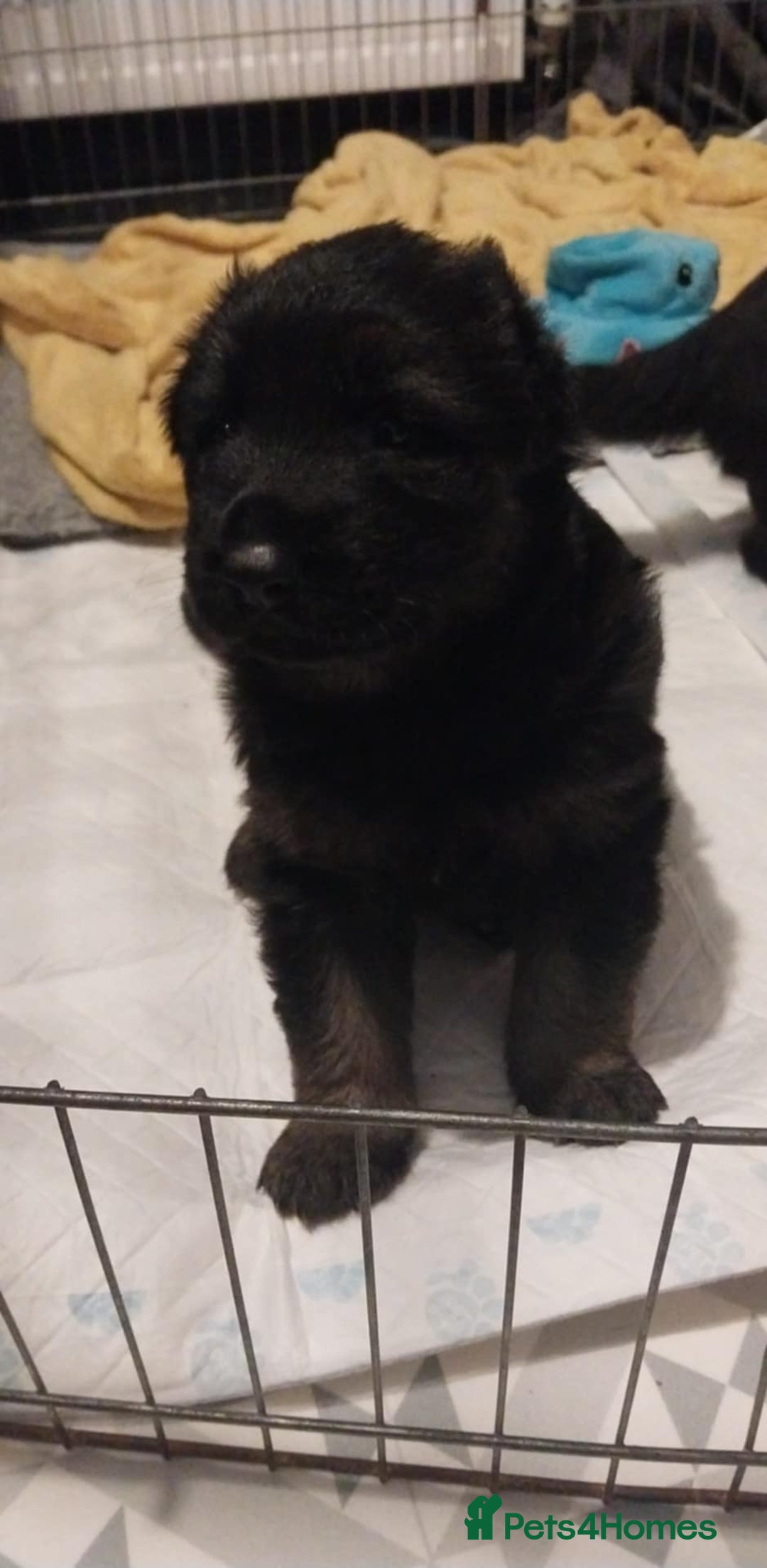 German Shepherd dogs for sale: 2 boy german shepherd puppy's  - Advert 17