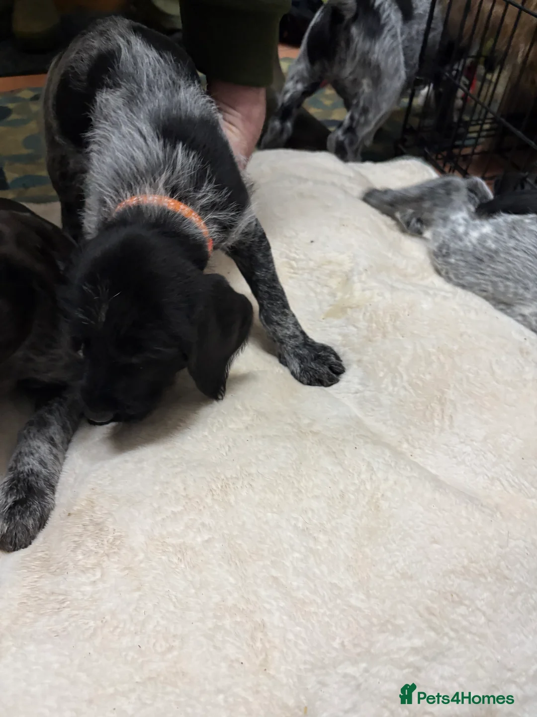 German Wirehaired Pointer dogs for sale: German wiredhaired pointer pups  - Advert 15