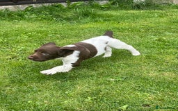 English Springer Spaniel dogs for sale: KC English springer spaniel puppies  - Image 27
