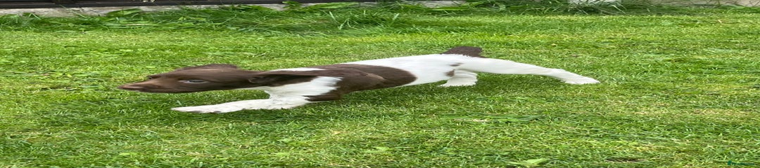 English Springer Spaniel Puppy 1