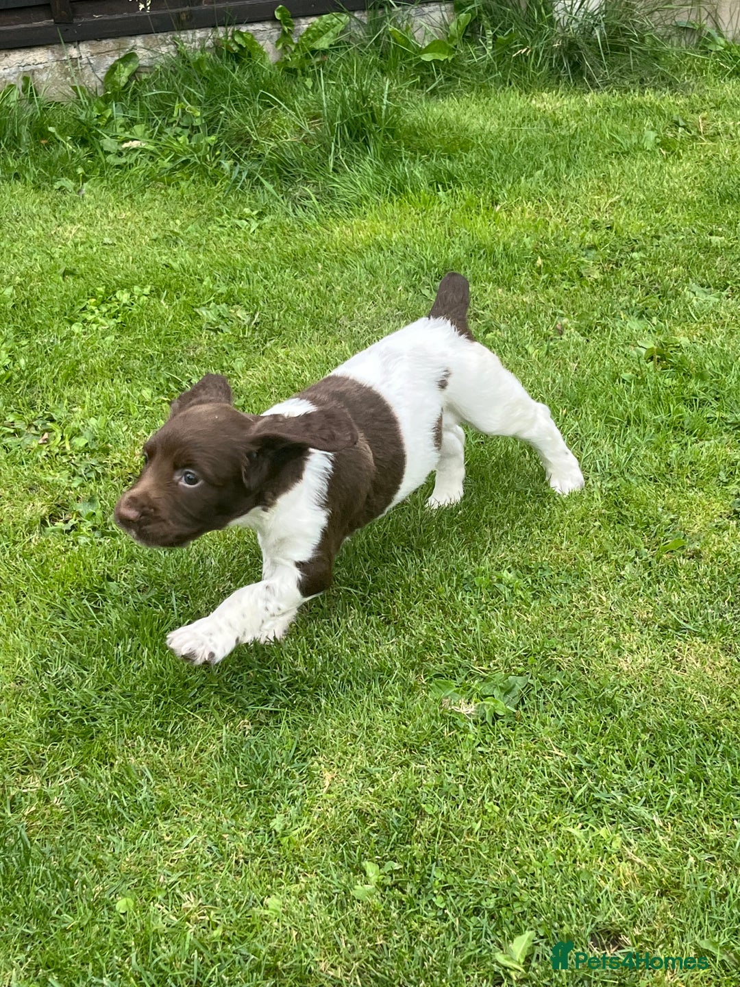 English Springer Spaniel dogs for sale: KC English springer spaniel puppies  - Image 27