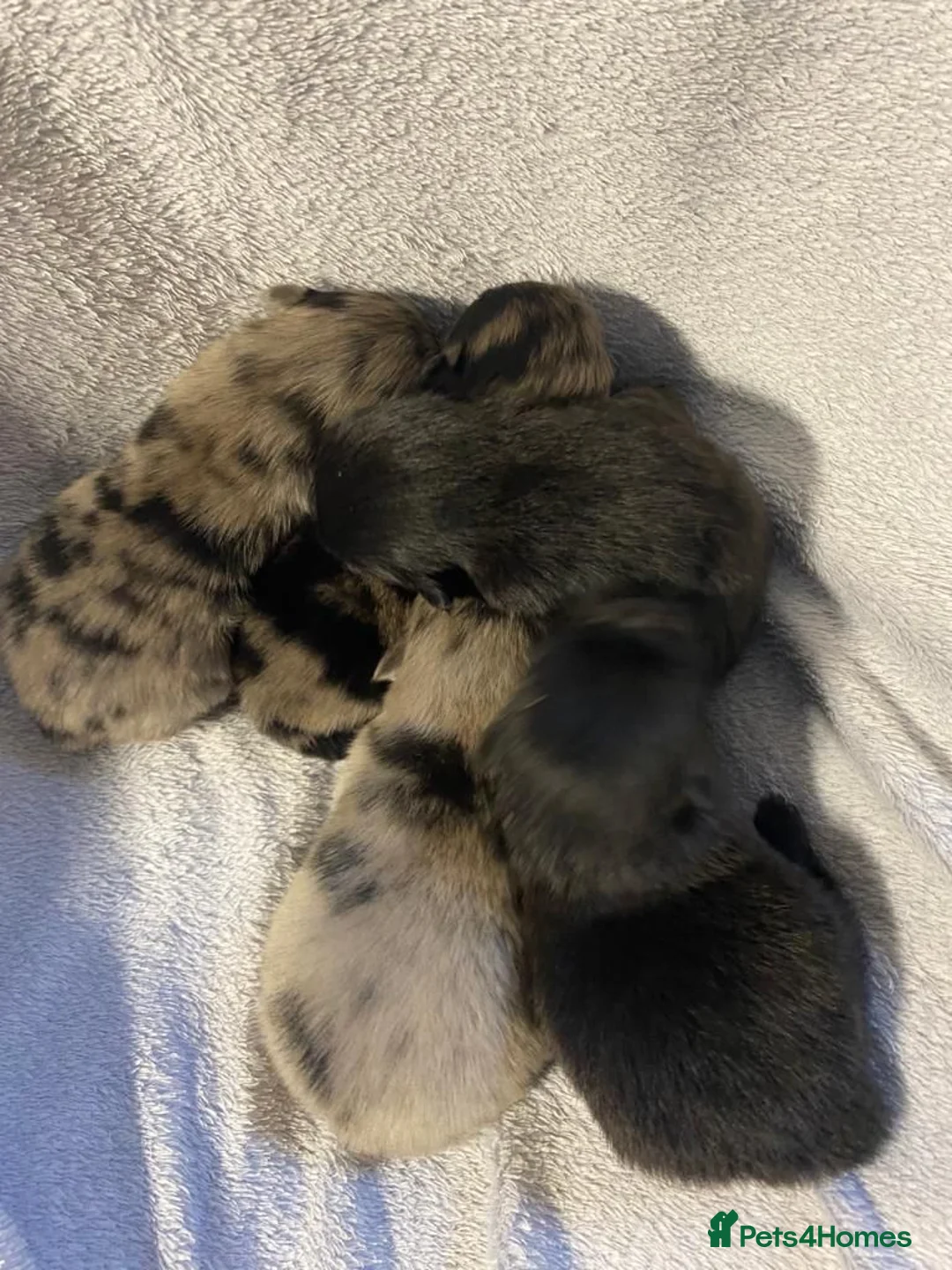 Pomeranian dogs for stud: Blue Merle pomeranian for stud in Houghton le Spring - Advert 7