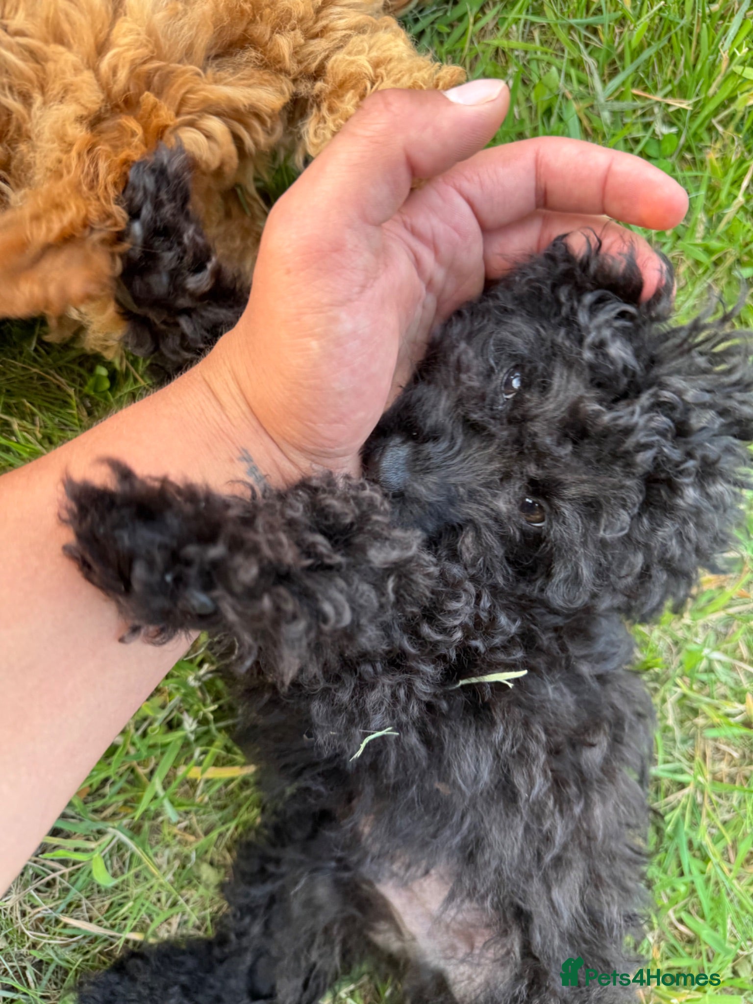 Toy Poodle dogs Last Asian Toy Poodle Boy – Ready Now 🖤 - Advert 2