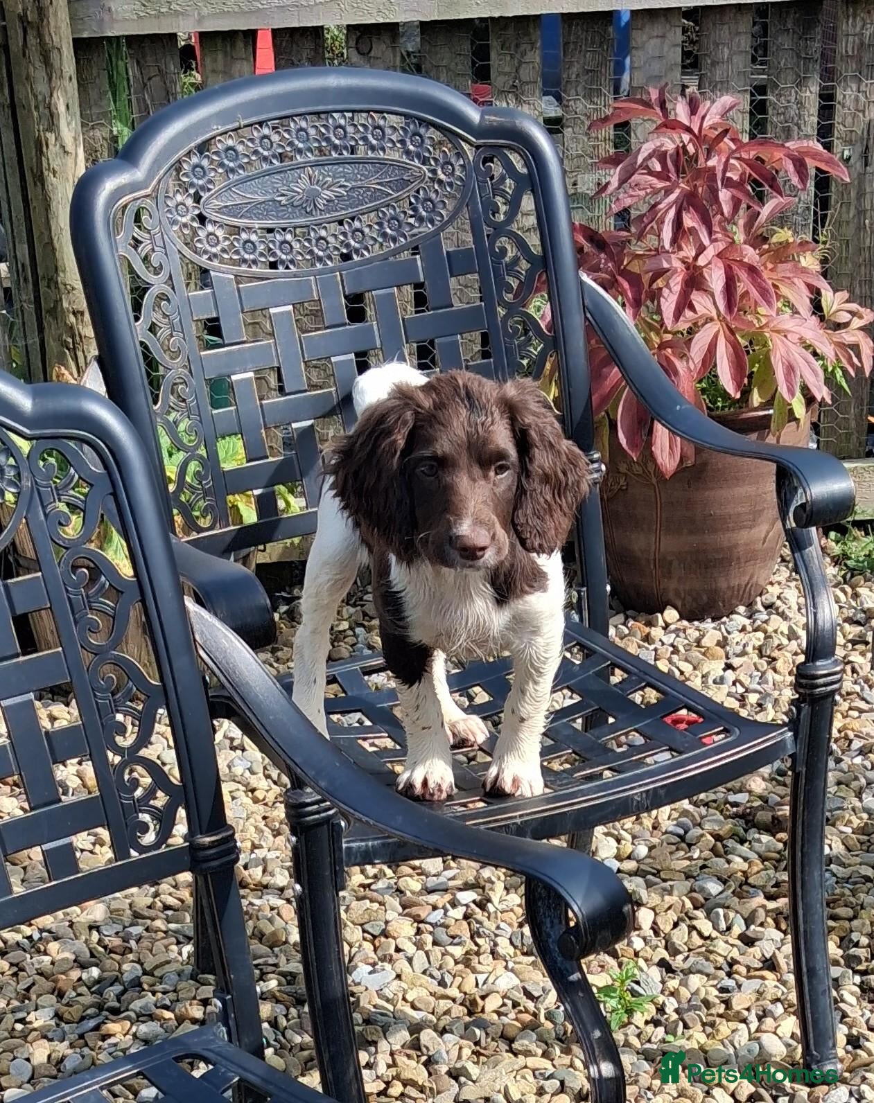 English Springer Spaniel dogs Gorgeous English Springer Spaniels Puppies - Advert 11