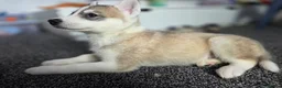 Huskita dogs for sale: huskita/siberian husky puppies - Advert 19