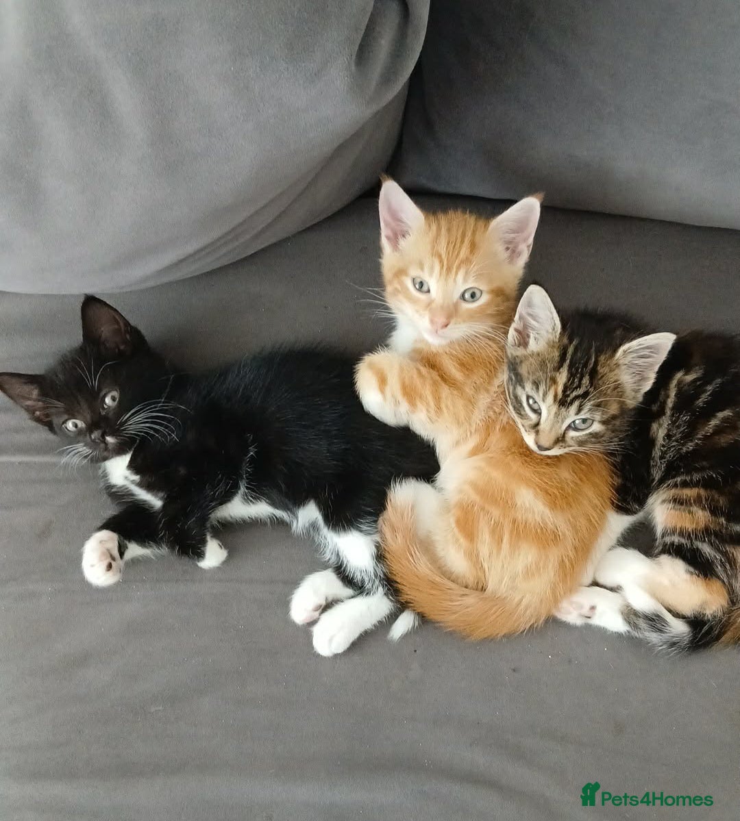Mixed Breed cats 3 beautiful kittens *1 left*  - Advert 3