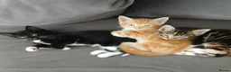 Mixed Breed cats for sale: Black and white kitten left - Advert 5