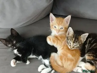 Mixed Breed cats 3 beautiful kittens *1 left* - Advert 16