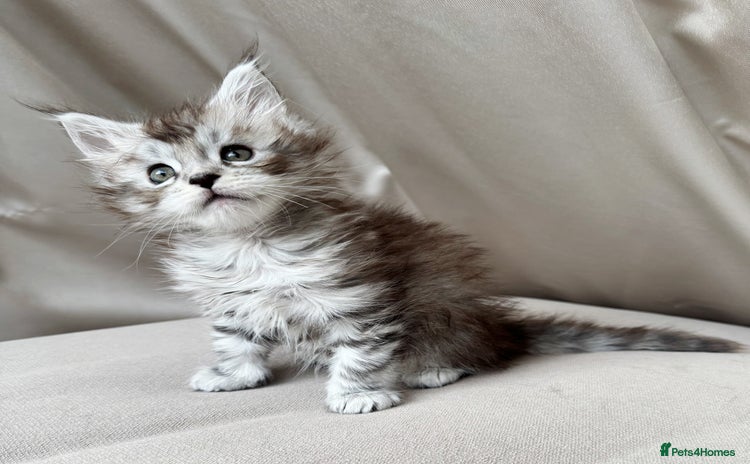 Maine Coon cats - Advert 12