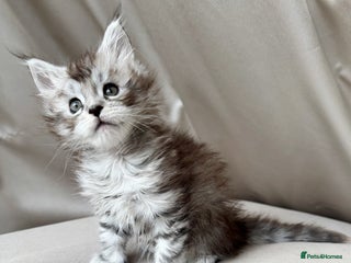 Maine Coon cats - Advert 22