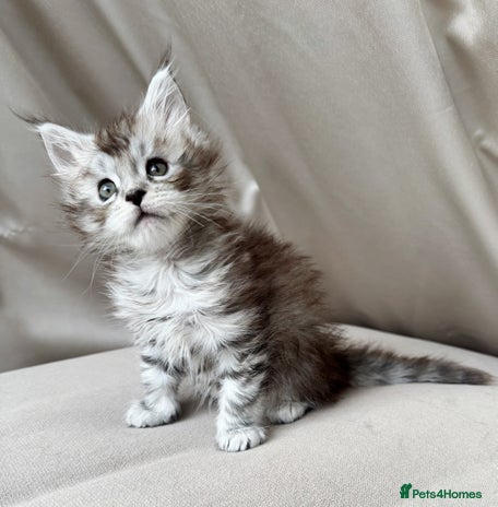 Maine Coon cats - Advert 2