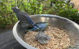 Budgerigars birds for sale: BUDGIES FOR SALE, all in good health - Image 3