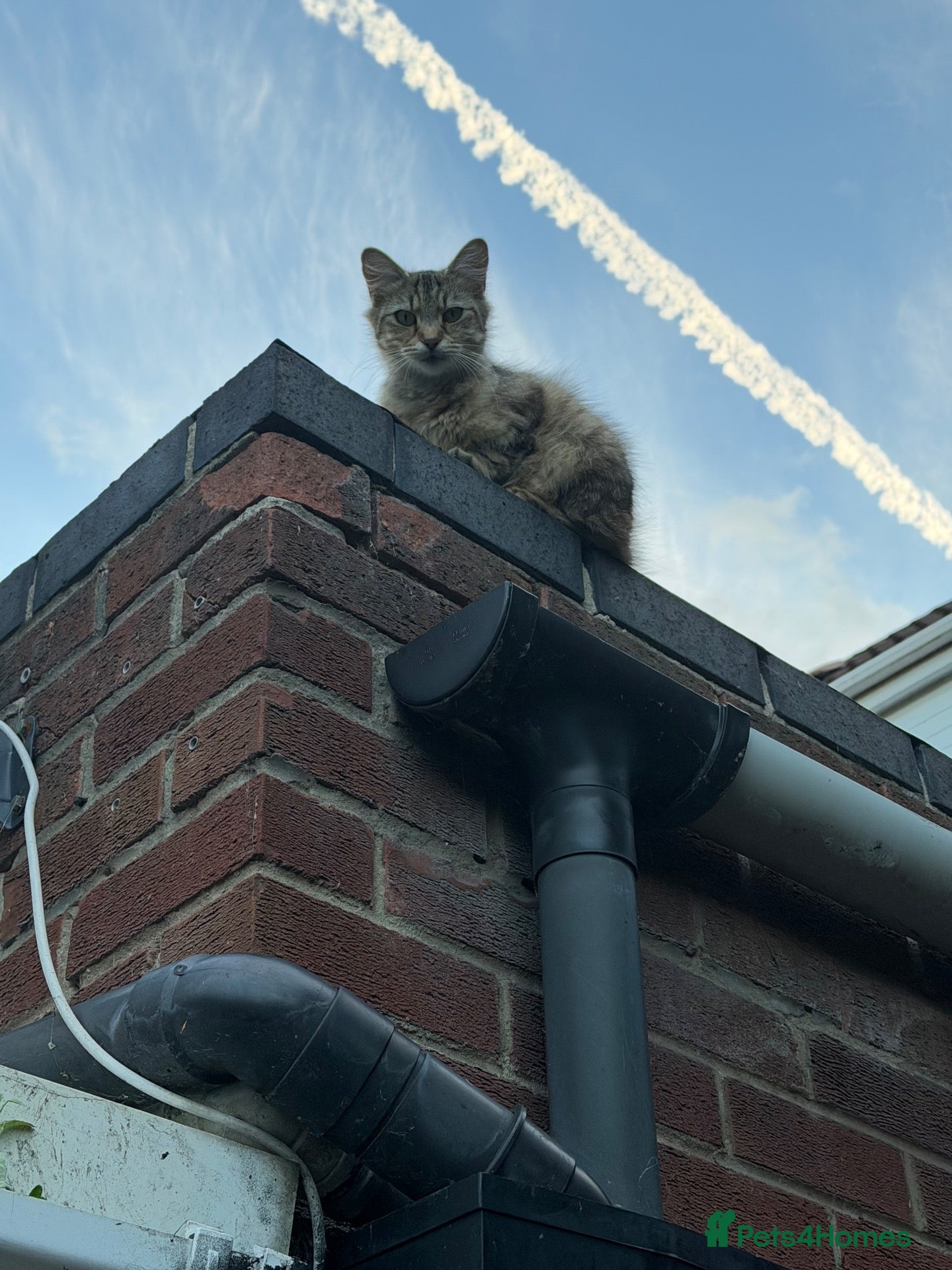 Mixed Breed cats Female Kitten For Sale  - Advert 2
