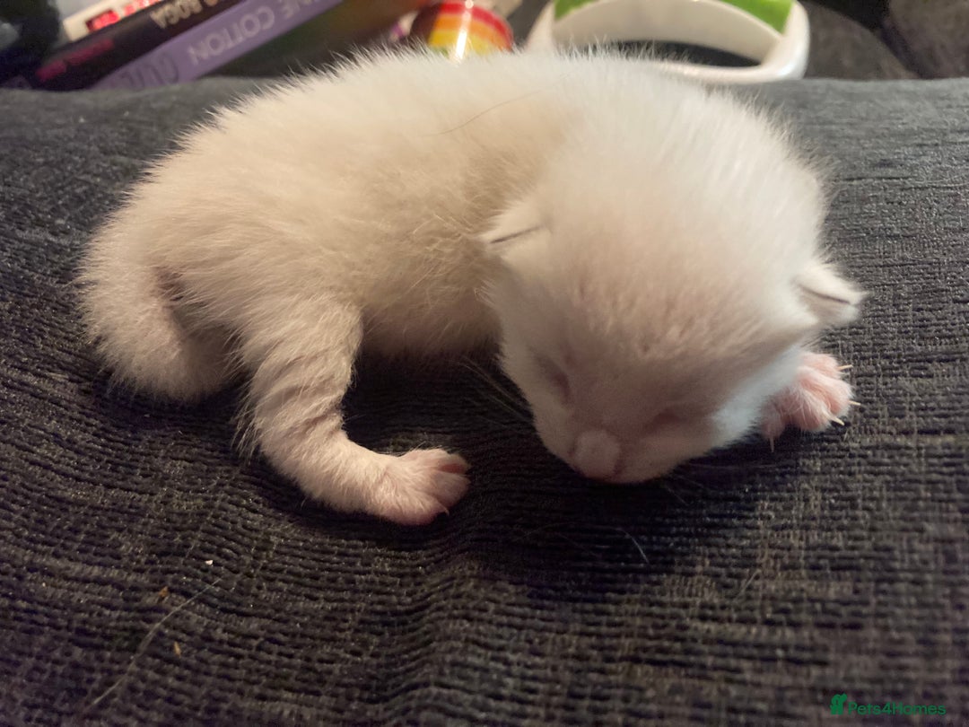 Siamese cats for sale: Siamese Kitten Looking for a Forever Home - Image 1