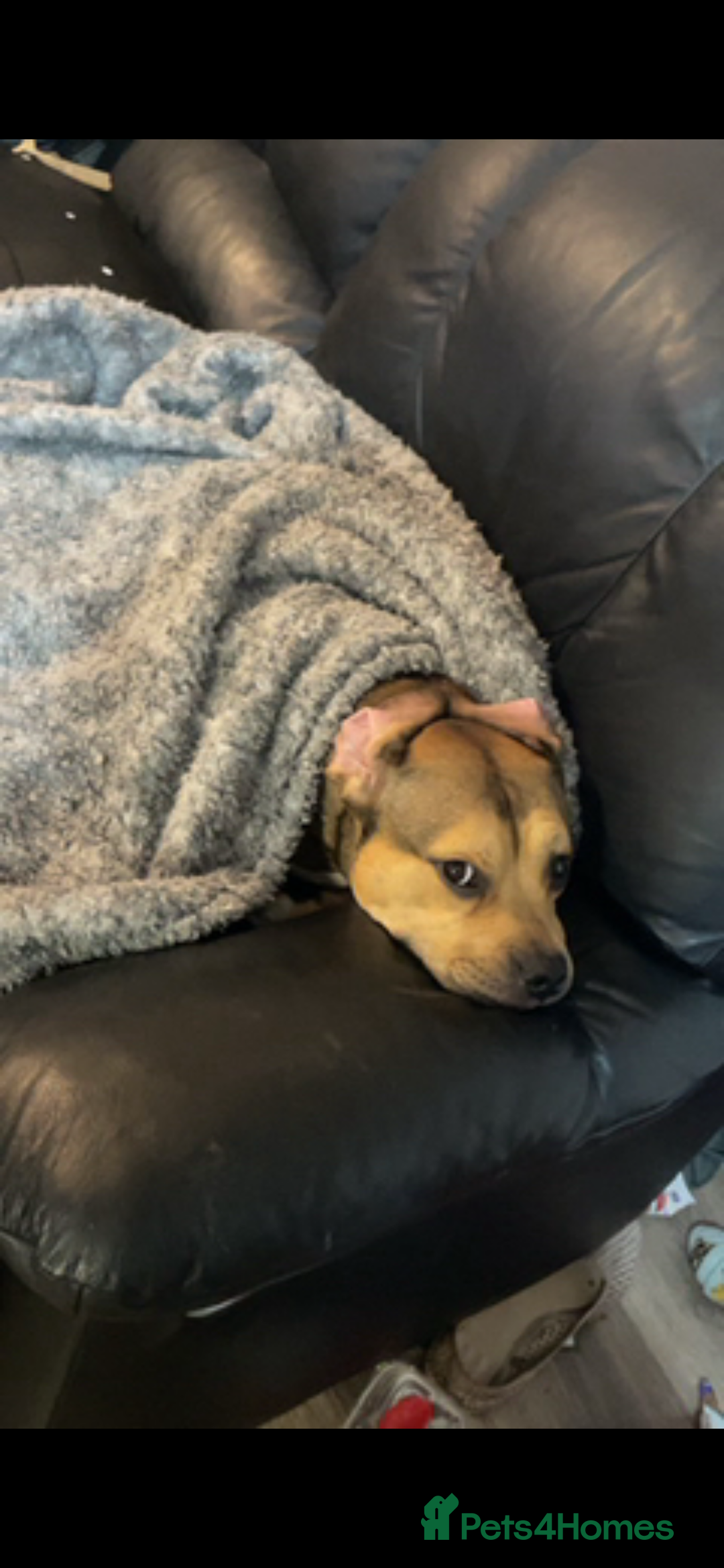 Mixed Breed dogs for sale: Beautiful staffy  - Advert 2