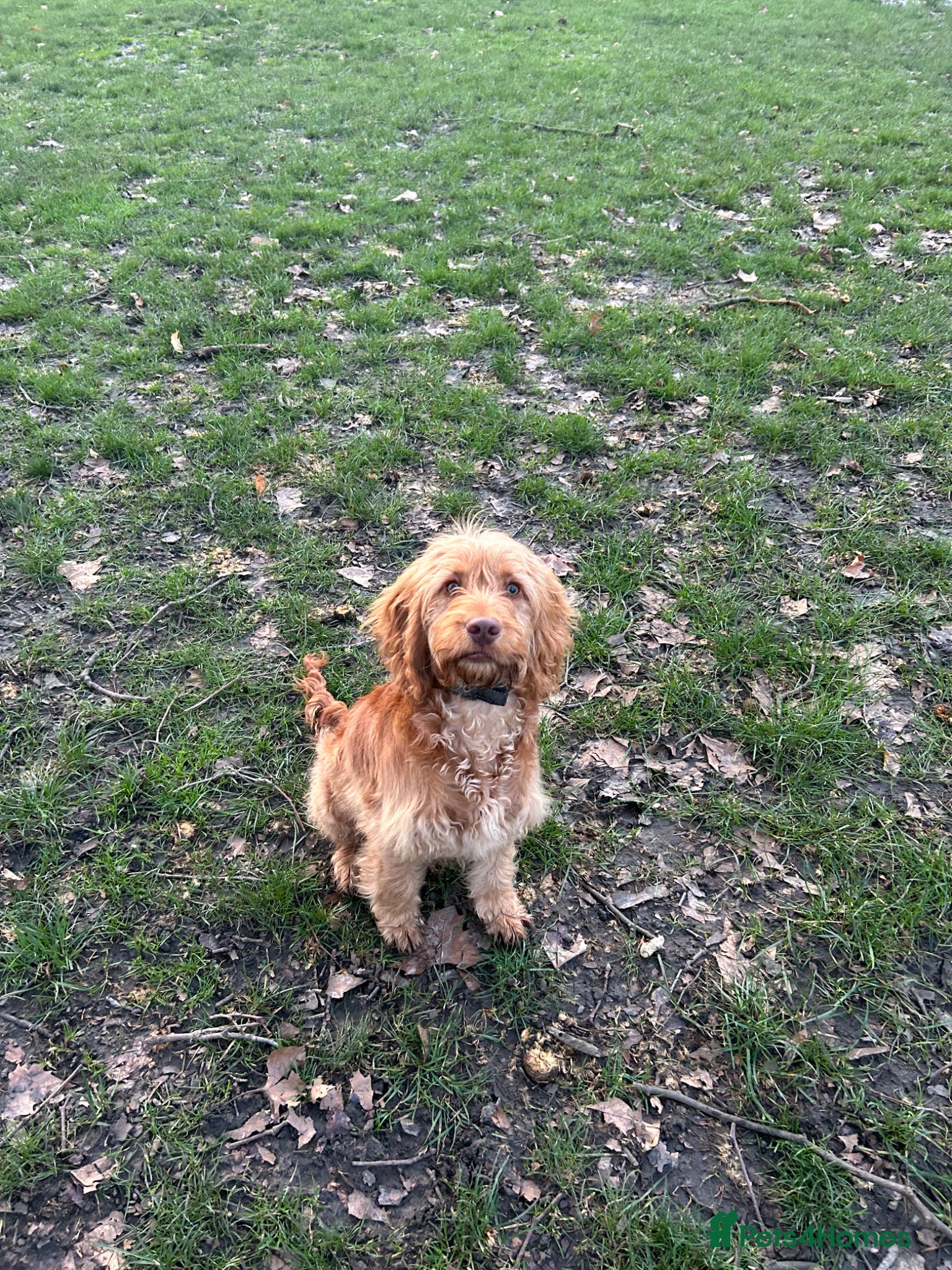 Cockapoo dogs Cockapoo puppy for sale - Advert 5