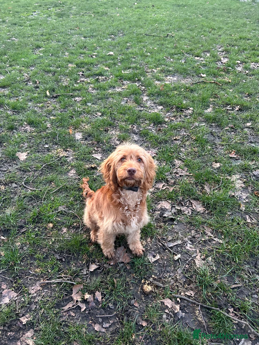 Cockapoo dogs for sale: Cockapoo puppy for sale - Advert 1