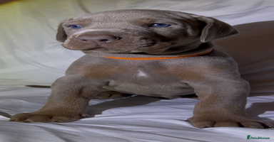 Dobermann dogs - Advert 7