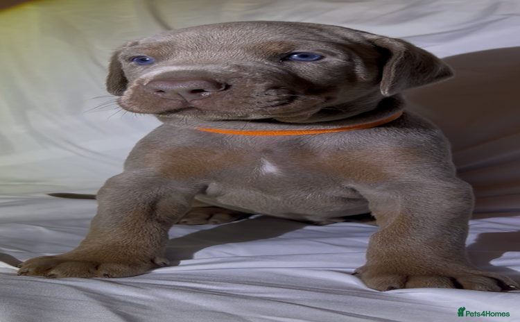 Dobermann dogs - Advert 1