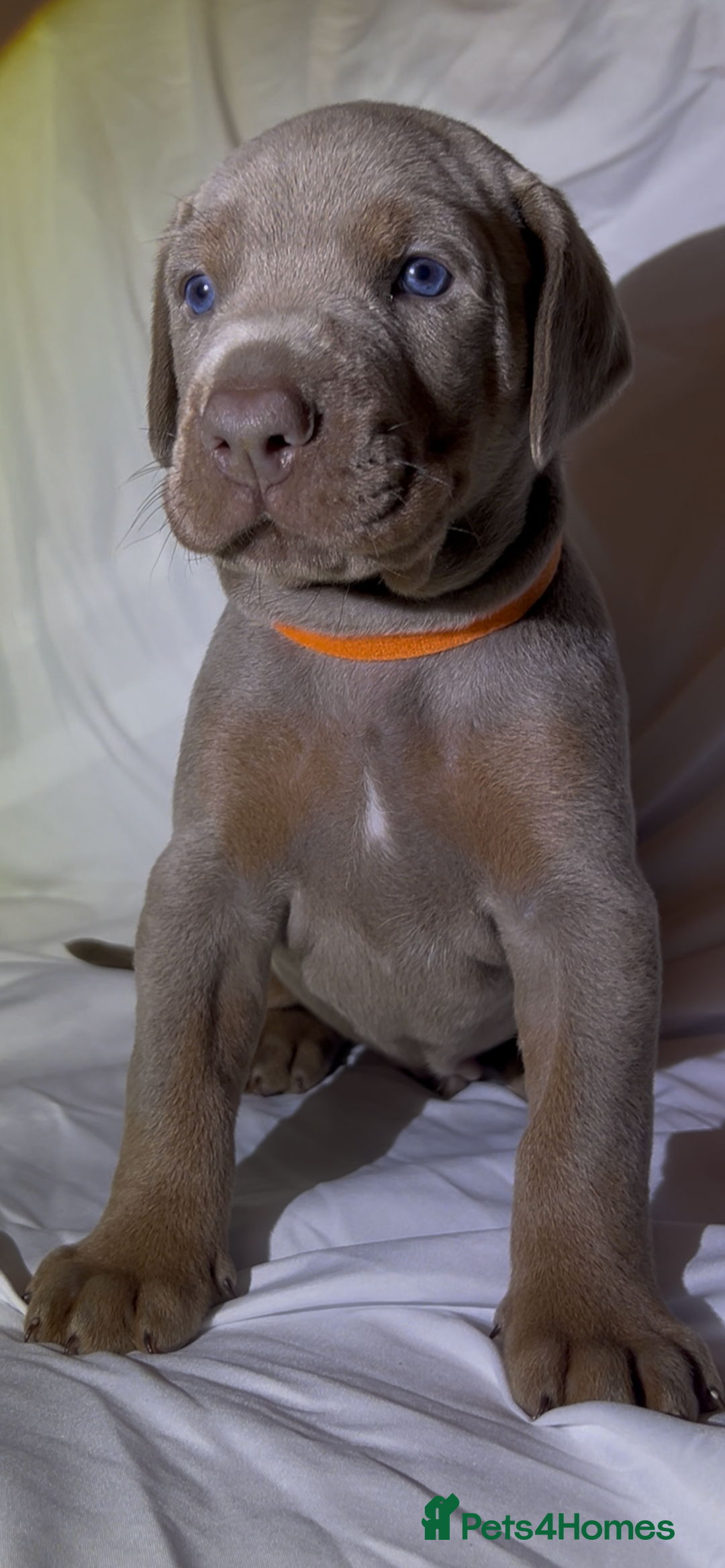 Dobermann dogs for sale: Kc Isabella Doberman puppies  - Image 1