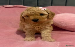 Cavapoochon dogs for sale: Adorable Cavapochoon Puppies - Image 4